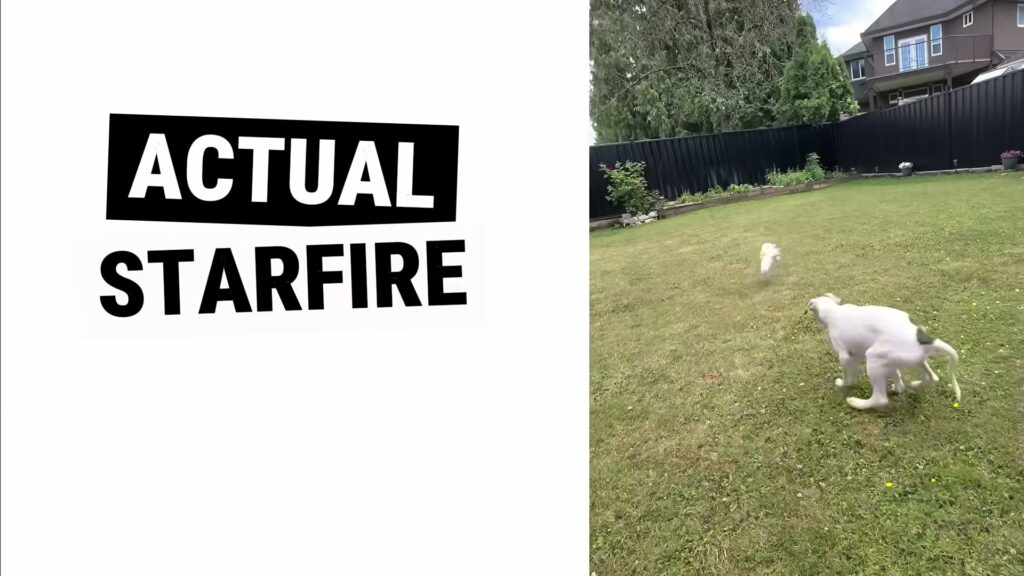 Daylight backyard camera sample shown in Kingy's Meta Starfire review