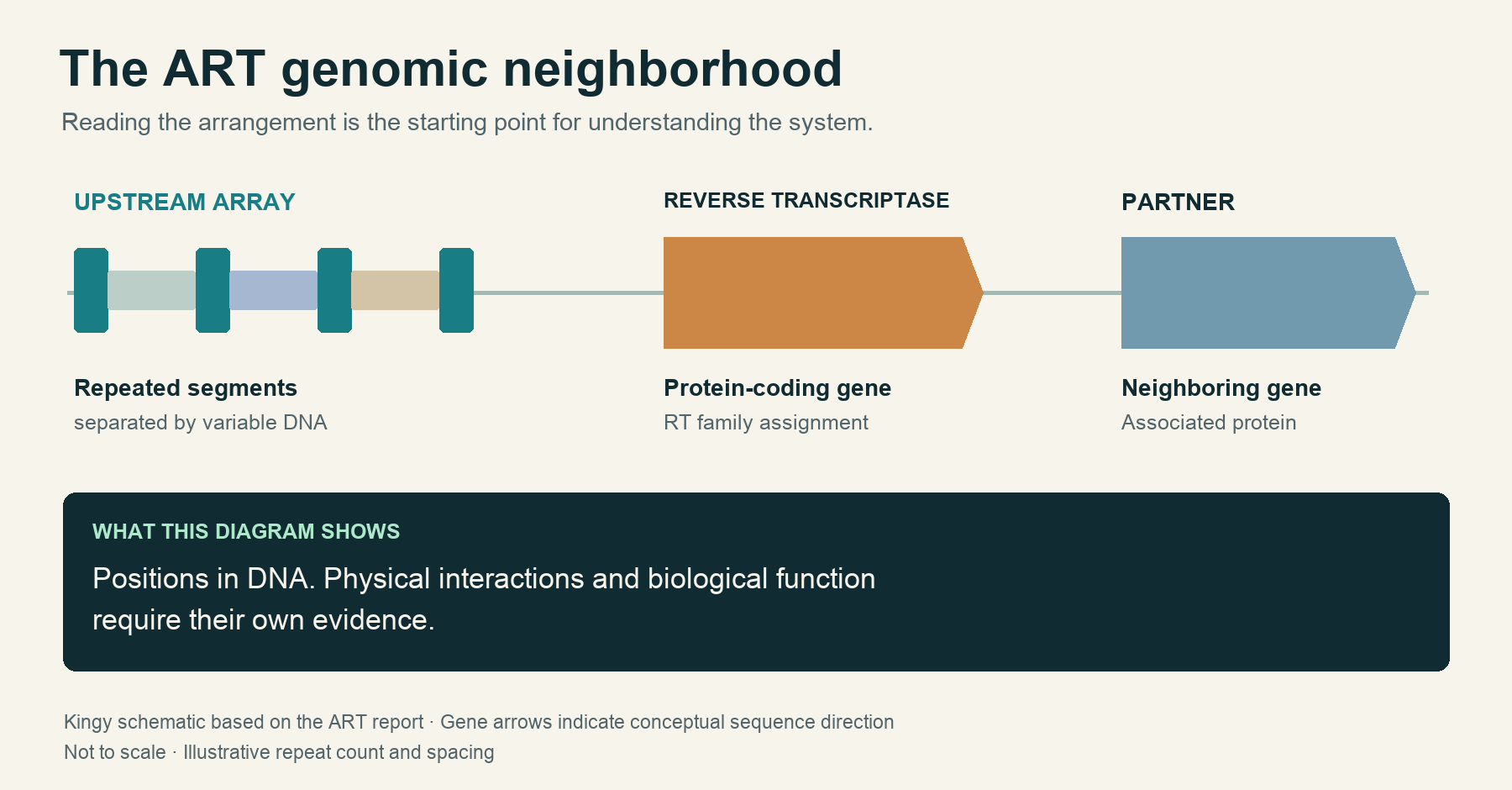 Conceptual map of the ART genomic neighborhood: a repeated array followed by a reverse-transcriptase gene and a partner gene.